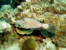 IMG 4188 Scrawled Filefish